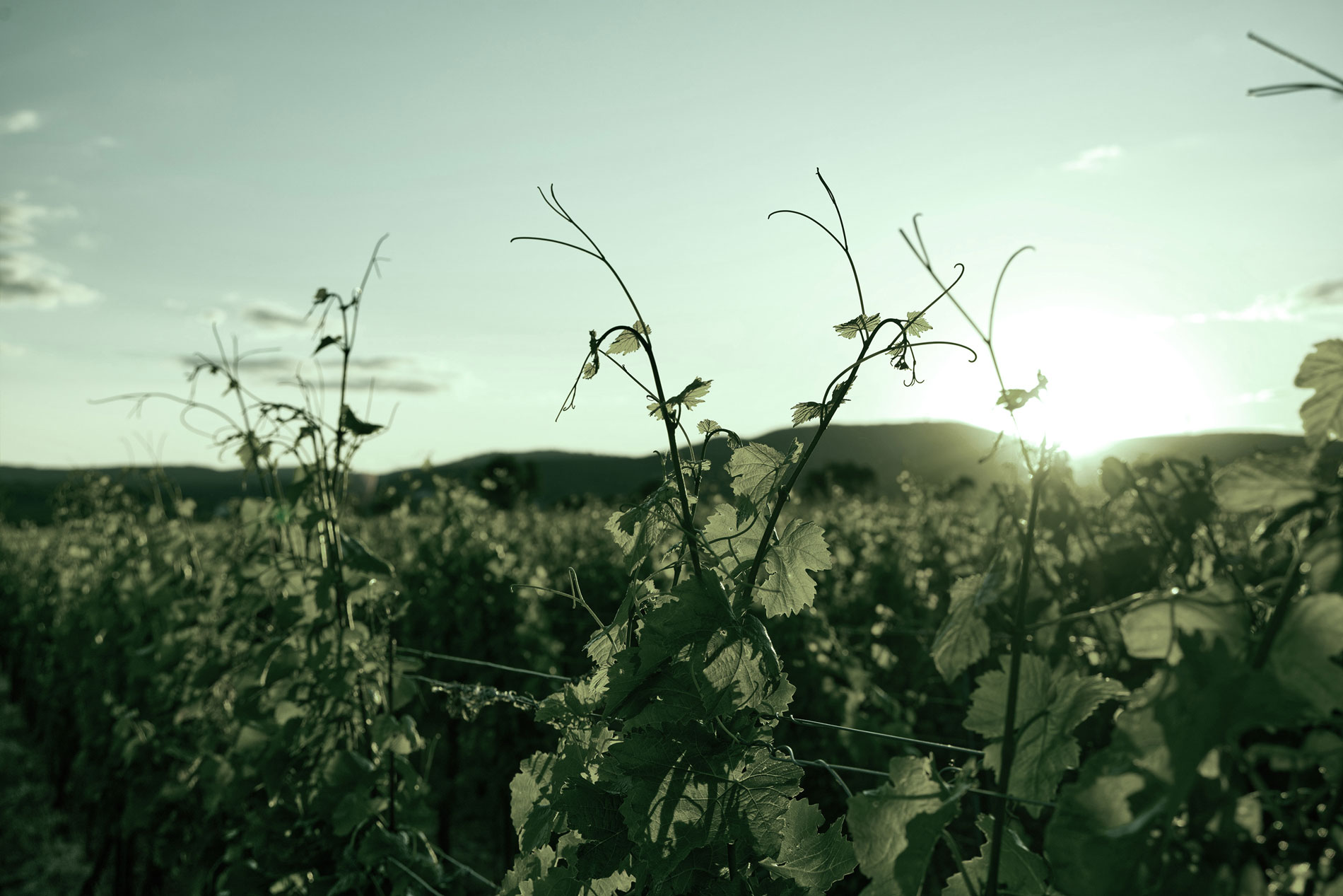 VINEYARDS low